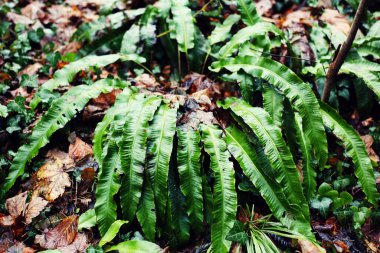 Green fern leaves on the ground in the forest. Nature background