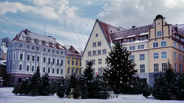 Estonya 'nın Tallinn şehrinde Noel. Noel ağaçları olan eski kasaba meydanı.