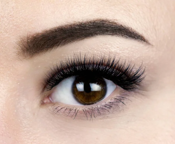 Beautiful macro shot of female brown eye with long false lashes. Young woman with make-up and eyelash extensions. Closeup beauty photo of fashion 3d 4d 5d Kim K wispy effect volume lash extension set
