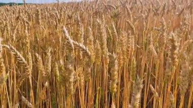 Buğday tarlasına yakın, olgunlaşmamış ve olgunlaşmamış, hasat zamanı ve tahıl, rüzgarda savrulan buğday başakları