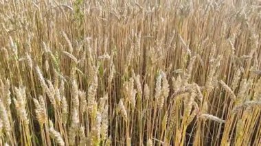 Buğday tarlasına yakın, olgunlaşmamış ve olgunlaşmamış, hasat zamanı ve tahıl, rüzgarda savrulan buğday başakları