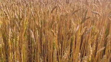 Buğday tarlasına yakın, olgunlaşmamış ve olgunlaşmamış, hasat zamanı ve tahıl, rüzgarda savrulan buğday başakları