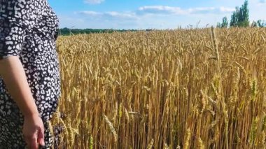 Büyüyen buğday tarlasına yakın bir kız elini kulaklarının üzerinde gezdirir, olgunlaşmamış ve olgunlaşmamış, hasat zamanı ve tahıl hasadı, mavi gökyüzü ve bulutların arka planında