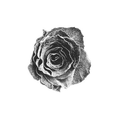 Beyaz Arkaplanda Klasik Gül. Sıkıntılı, el çizimi, grunge tarzı çiçek.