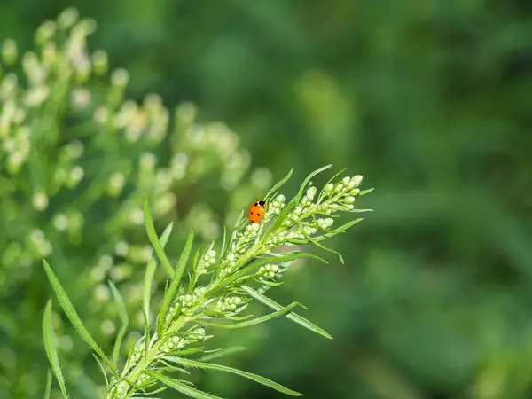 Ladybug on a flower. Photography in the moment, reflecting the love of nature, awareness and protection of the environment. Background. Design