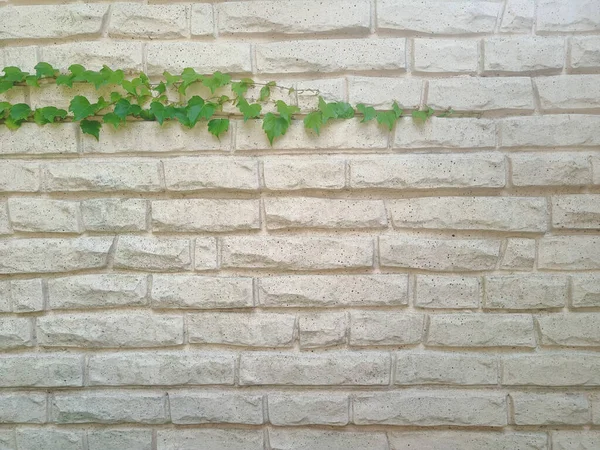 Una Pared Ladrillo Limpio Blanco Con Hiedra Verde Creciendo Largo — Foto de Stock