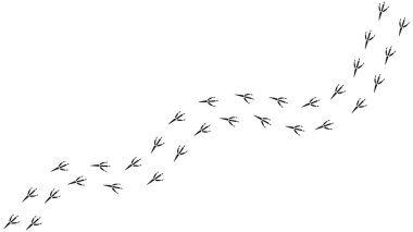 Karga, kuzgun, saksağan, serçe, güvercin, kuş ayak izleri. Karga pençesi izi, siluet. Çapraz yol. Vektör izole edildi. Hayvan dükkanı, tekstil, baskı, giysi, tekstil, eğitim kitabı, kartpostal.