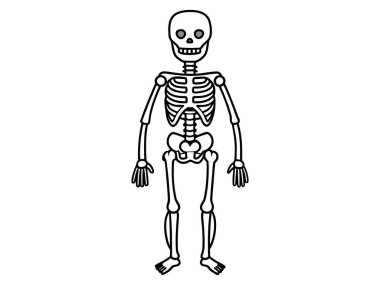 Beyaz arka planda izole edilmiş siyah bir insan iskeleti. Cadılar Bayramı konsepti, anatomi çizimi, kemik yapısı, ürkütücü çizimler. Yazdır, simge, tasarım ögesi