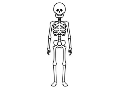 Beyaz arka planda izole edilmiş siyah bir insan iskeleti. Cadılar Bayramı konsepti, anatomi çizimi, kemik yapısı, ürkütücü çizimler. Yazdır, simge, tasarım ögesi