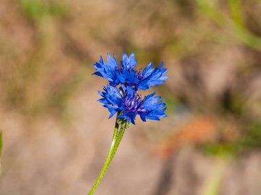 Yaz Bahçesinde açan Vibrant Cornflower 'ın yakın çekimi. Çiçek güzelliği kavramı, doğanın renkleri, botanik bahçesi, bahar, mavi çiçek..