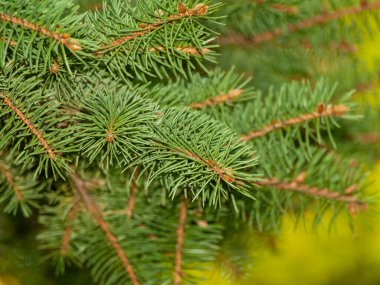 Bahar Ormanı 'nda canlı yeşil iğneli Çam Ağacı Dalları' nın yakın çekimi. Doğanın Güzelliği, Taze Yeşillik, Evergreen Yeşilliği, Noel. Arkaplan.