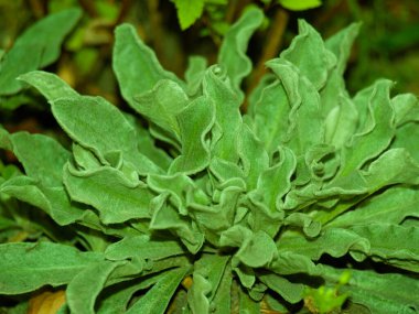 Tüylü bir Mullein, Verbascum thapsus, yumuşak, desenli yeşil yapraklı bir rosette. Şifalı bitkiler, bitkisel ilaçlar, doğal dokular ve bahçe botaniği kavramı.