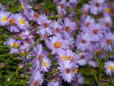 Parlak sarı merkezleri ve yeşil yaprakları olan mor tozlukların yakın çekimi. Sonbahar çiçekleri, süs bahçeleri mevsimlik güzellikler ve kır çiçekleri..