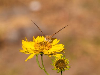 Arka planı bulanık sarı bir çiçekle beslenen bir kelebeğin yakın çekimi. Tozlaşma, yaz yaban hayatı, doğal ekosistemler, ilkbahar, doğa, tozlaşma ve biyolojik çeşitlilik kavramı. Boşluğu kopyala.