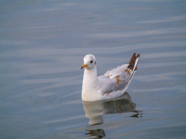 Nehir martıları, yumuşak yansımalarla sakin sularda yüzüyorlar. Su kuşları, doğa, vahşi yaşam ve barışçıl manzaralar kavramı.