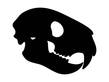 Sivri dişli, geniş çeneli, beyaz arka planda izole edilmiş siyah, büyük kedi kafatası. Yırtıcı iskelet kavramı, puma ya da panter kafatası, vahşi hayvan anatomisi.