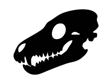 Keskin dişleri olan siyah bir köpek kafatası silueti, beyaz arka planda izole edilmiş, grafik çizimi. Köpek anatomisi kavramı, evcil hayvan iskeleti, korku dövmesi tasarımı, veteriner ya da cadılar bayramı sembolü.