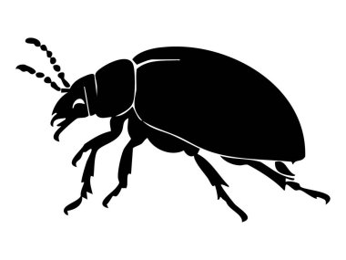 Beyaz arka planda izole edilmiş siyah böcek silueti, grafik illüstrasyon. Böcek konsepti, böcek simgesi, vahşi yaşam, böcek bilimi, doğa çalışması, tasarım elementi.