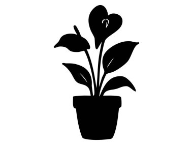 Beyaz arka planda izole edilmiş siyah spathiphyllum bitkisi silueti, grafik illüstrasyon. Bitki konsepti, botanik ikonu, yaprak tasarımı, bahçe dekorasyonu, doğa, ev dekorasyonu.