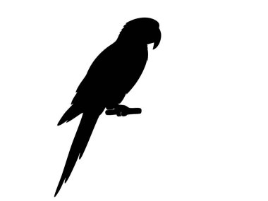 Siyah papağan silueti, beyaz arka planda izole edilmiş. Egzotik kuş konsepti, tropikal yaban hayatı, doğa, ikon, logo, orman hayvanı, tasarım elementi.