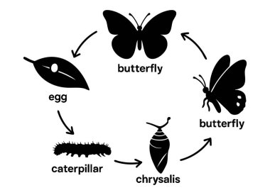 Kelebek yaşam döngüsünün siyah silüeti. Beyaz arka planda yumurta, tırtıl, krizalit ve kelebek var. Başkalaşım konsepti, doğa, biyoloji, eğitim.