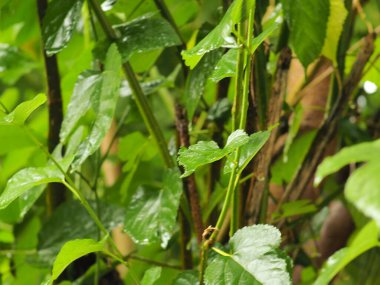 Bahçeyi ağaçlarla süslemek ve süslemek yeşil alan yaratır.