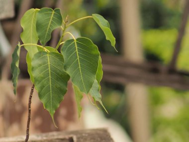 Bahçeyi ağaçlarla süslemek ve süslemek yeşil alan yaratır.