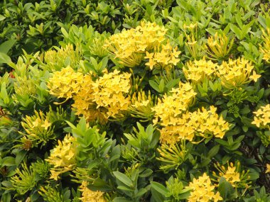 İğne ağacının sarı çiçek buketi. Tam çiçek bahçeye renk ve güzellik katar..