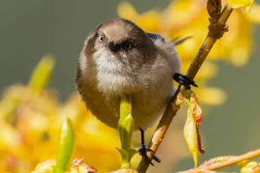 JPG 'de Kedi ve Saksağan