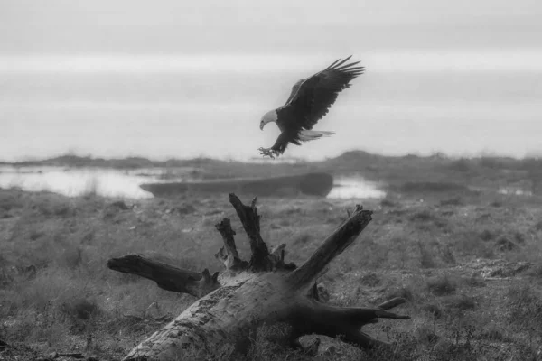 Águila Calva Vuelo — Foto de Stock