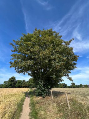 Çimen tarlası olan güzel bir manzara.
