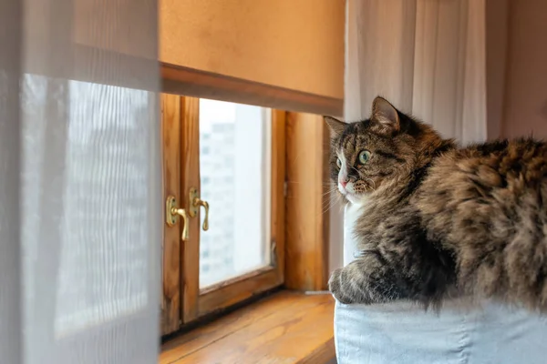 Kucing Domestik Duduk Kursi Dan Melihat Luar Jendela — Stok Foto