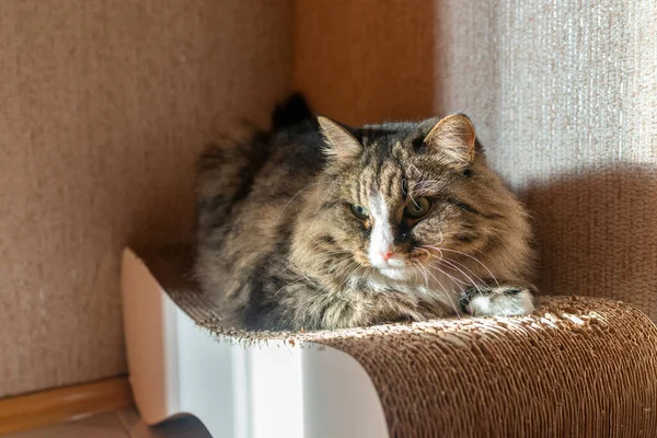 Домашній Кіт Мен Кун Лежить Подряпині Поштового Портрета — стокове фото