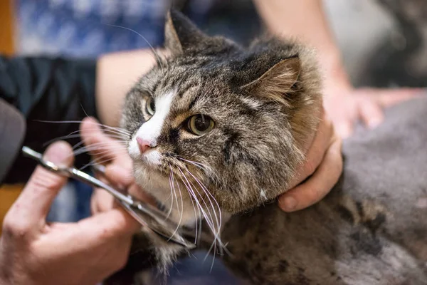 Cat grooming in pet beauty salon. Grooming master cuts and shaves a cat, cares for a cat portrait.