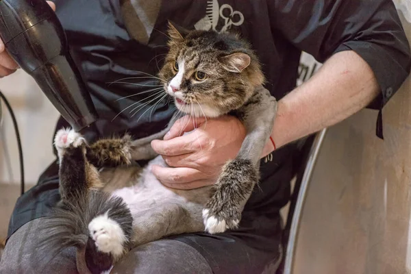 stock image Groomer dries the cat with a hairdryer after washing and cutting.