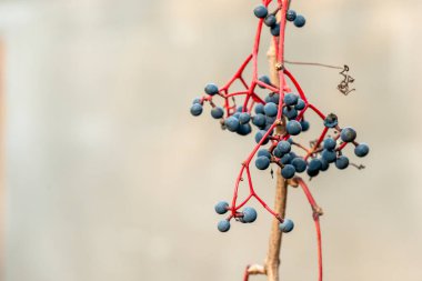 Bulanık süt arka plan makro kopyalama alanı üzerinde olgun üzümlü asma.