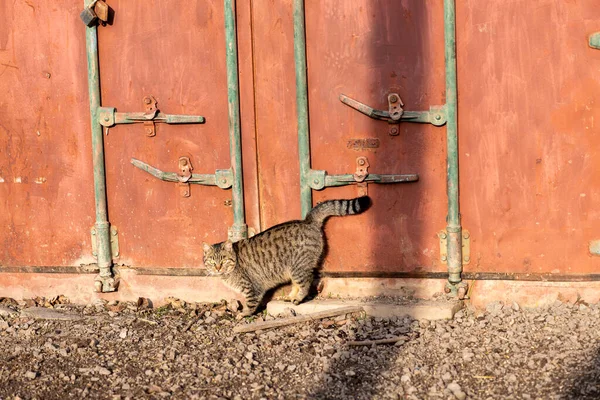 Yard Cat Auf Dem Hintergrund Eines Roten Metallcontainers Einem Sonnigen — Stockfoto