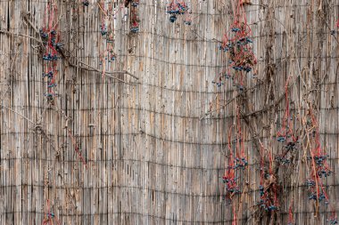 Saman duvarında olgun üzümlü asma fotokopi alanı.