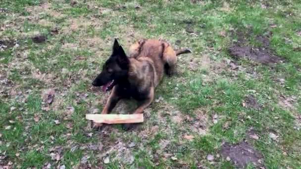 Belgischer Schäferhund Trainiert Park Und Spielt Mit Einem Baumstamm Hochwertiges — Stockvideo