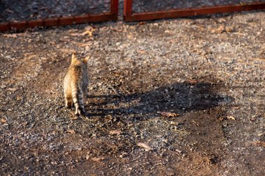 Yard cat is walking in the street on a sunny day reflection shadow copy space. High quality photo
