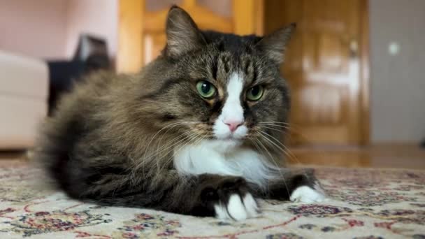 Домашній Кіт Maine Coon Відпочиває Підлозі Розмитий Фоновий Простір — стокове відео