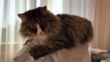 Maine Coon domestic cat is resting on the armchair blur background copy space.