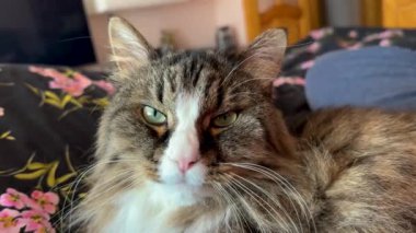 Fluffy domestic cat is resting on the sofa portrait.