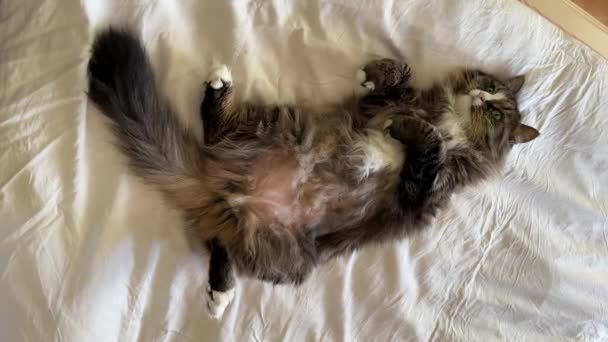 Maine Coon Domestic Cat Lies Bed Tail Wags Copy Space — Stock Video