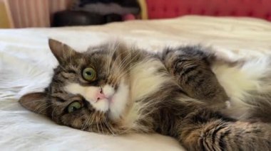 Portrait domestic cat who lies on the white bed close up.