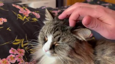 Petting a fluffy domestic cat with hand portrait close up. High quality 4k footage