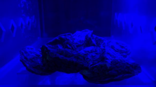 Live Oysters Blue Backlit Aquarium Close High Quality Footage — Stock Video