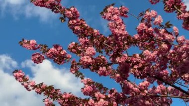 Baharda, güneşli bir günde mavi gökyüzüne karşı çiçek açan kiraz ağacı. Güneş ışığı sakura dalına dokunur. Kiraz çiçeği mevsimi. Sonsuz bahar. Yüksek kalite 4k görüntü