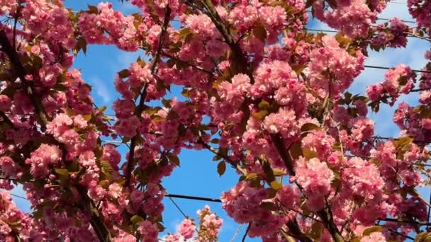 Közelkép Cseresznyevirág Szirmok Röpködnek Szellőben Napfényben Finom Bolyhos Rózsaszín Virágok — Stock videók