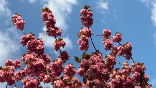 Pinkfarbene Sakura Blumen Blühen Und Flattern Gegen Den Blauen Himmel — Stockvideo